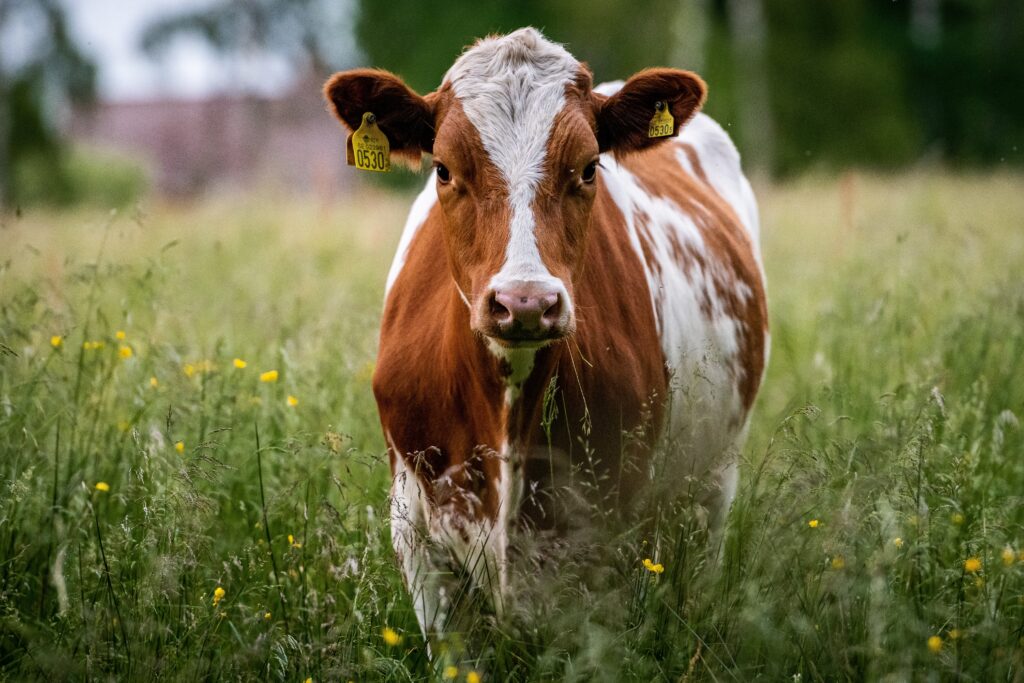 cow standing in grassy field
