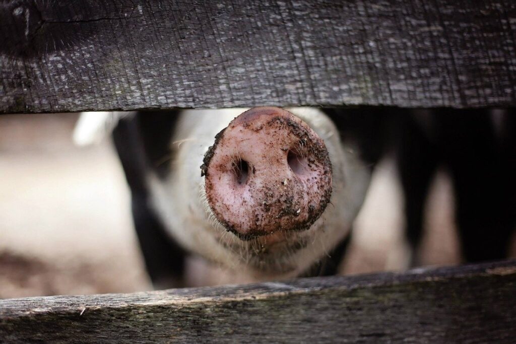 pig snout between fence