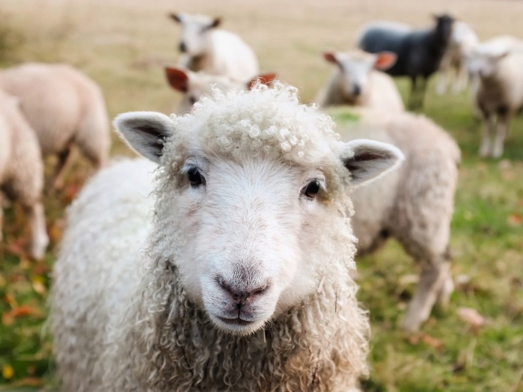 closeup of a lamb