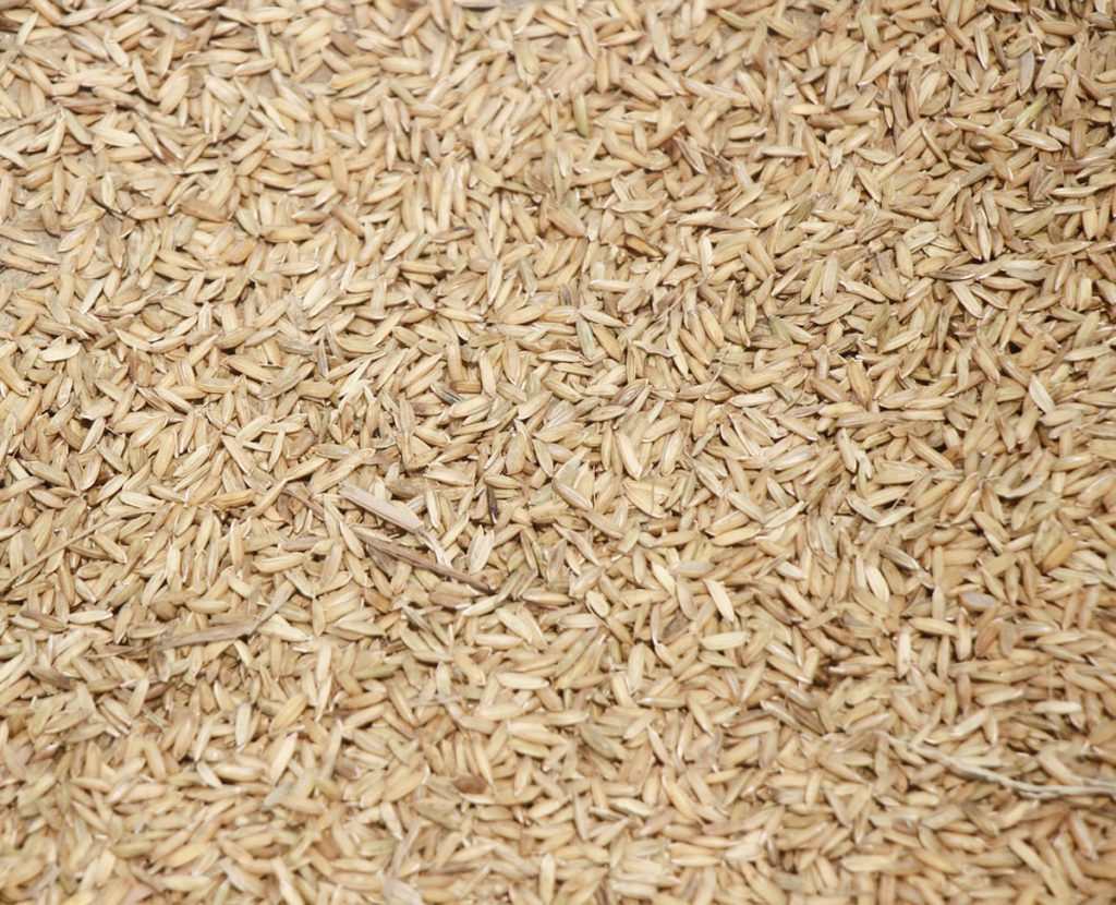Brown rice grains.