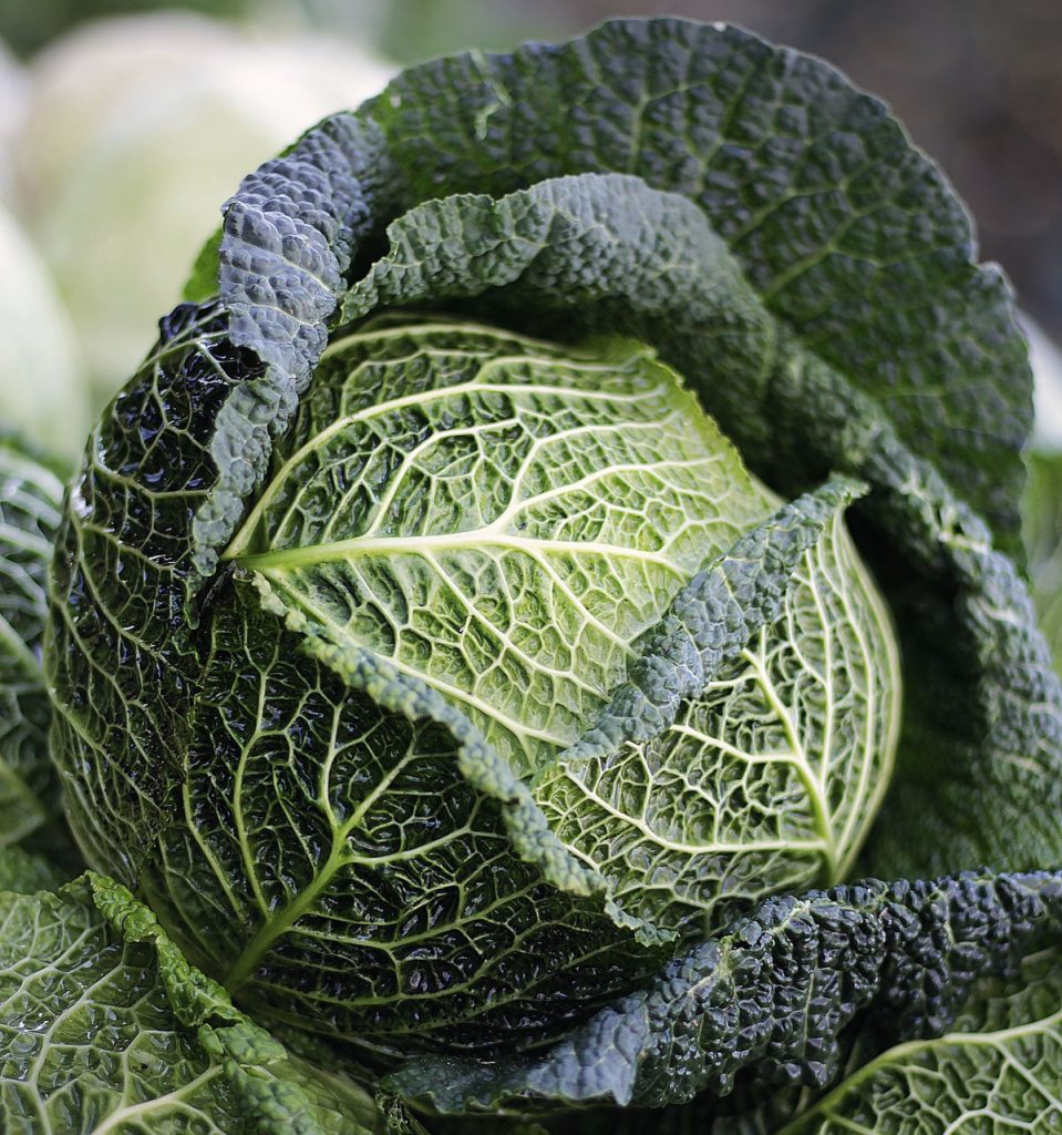 Close up of a dark green cabbage.
