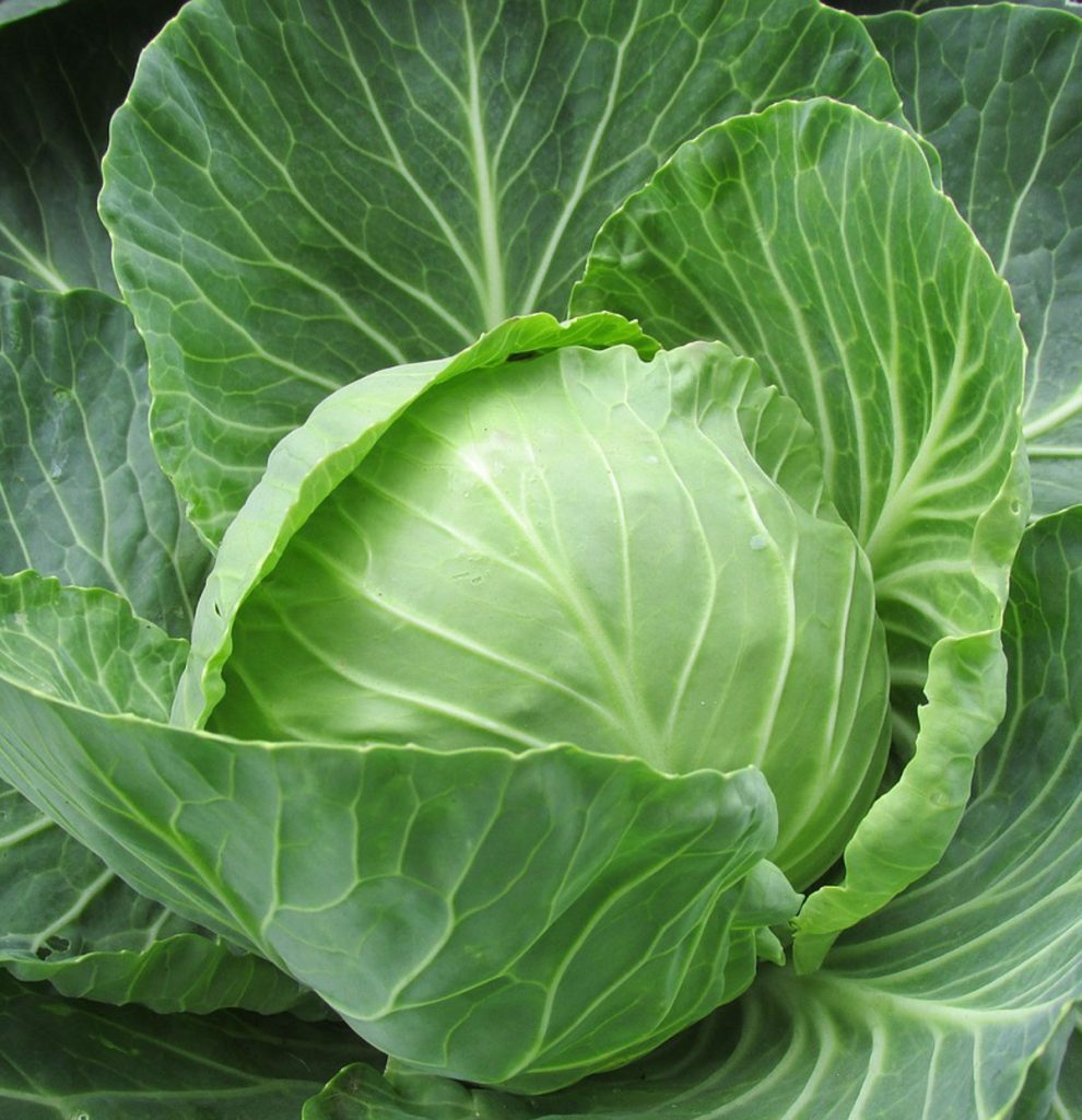 One green cabbage.